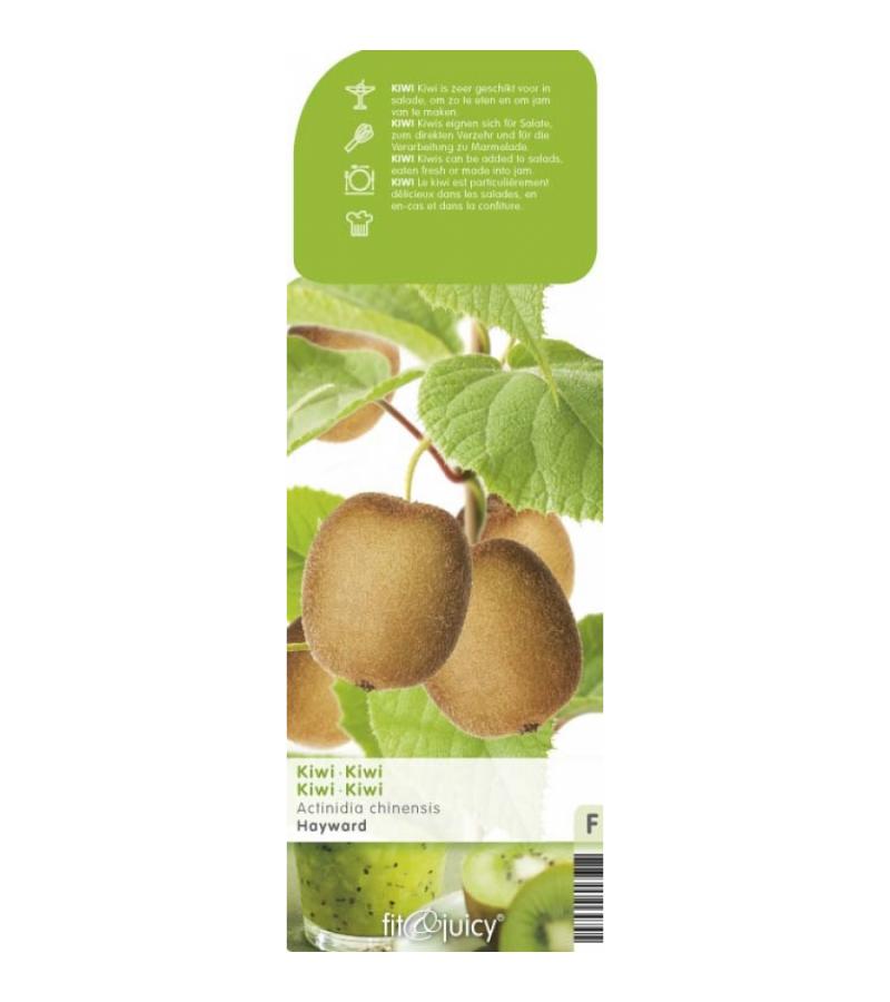 Kiwi (vrouwelijk) (actinidia deliciosa "Hayward”) fruitplanten