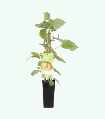 Kiwi (vrouwelijk) (actinidia deliciosa "Hayward”) fruitplanten
