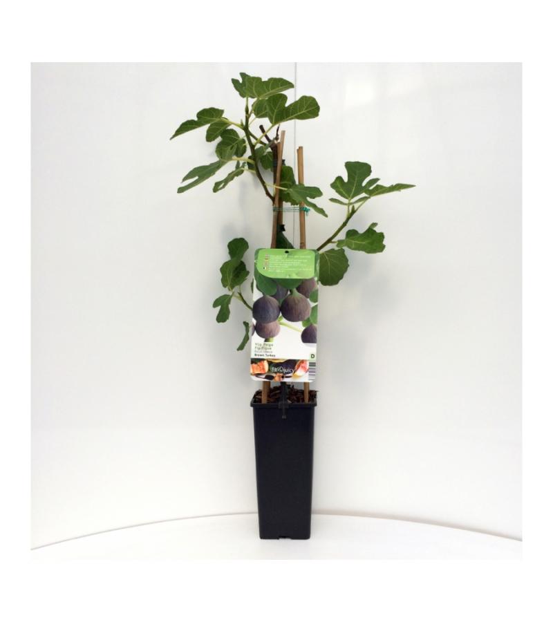 Vijg (ficus carica "Brown Turkey") fruitbomen