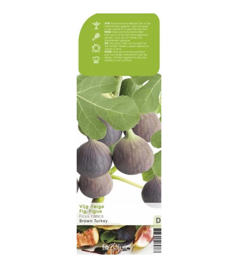 Vijg (ficus carica "Brown Turkey") fruitbomen