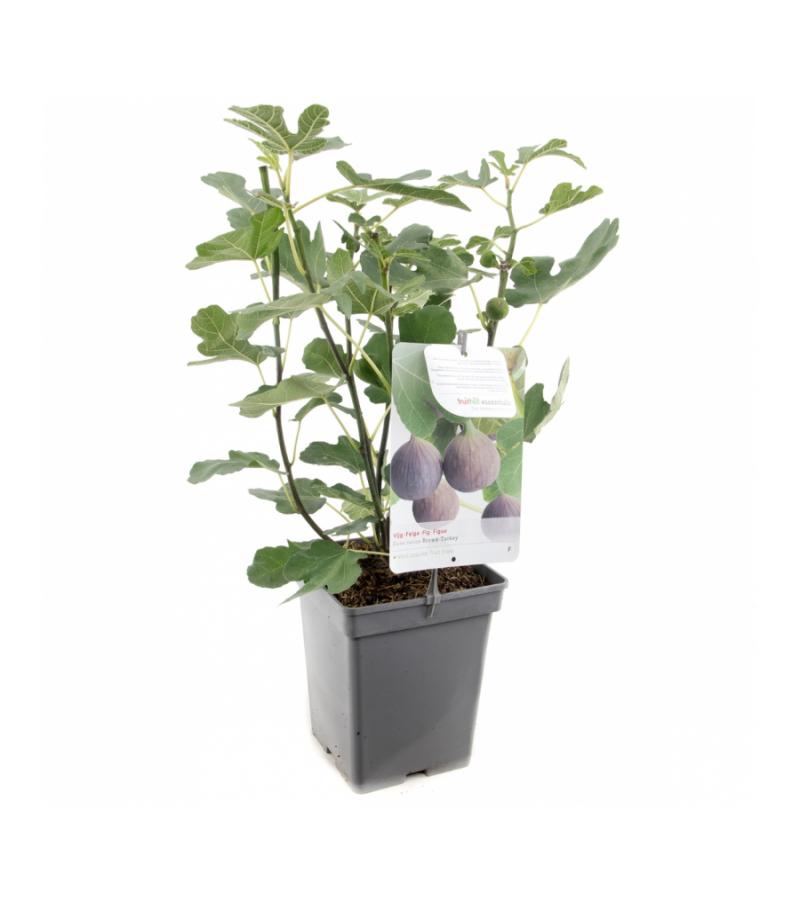 Vijg (ficus carica "Brown Turkey") fruitbomen
