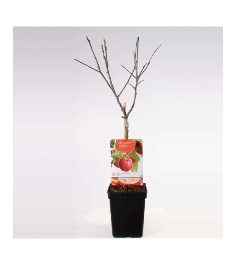 Appelboom (Malus Domestica "Cox's Orange") fruitbomen