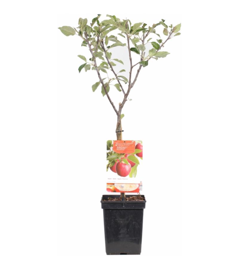 Appelboom (Malus Domestica "Cox's Orange") fruitbomen