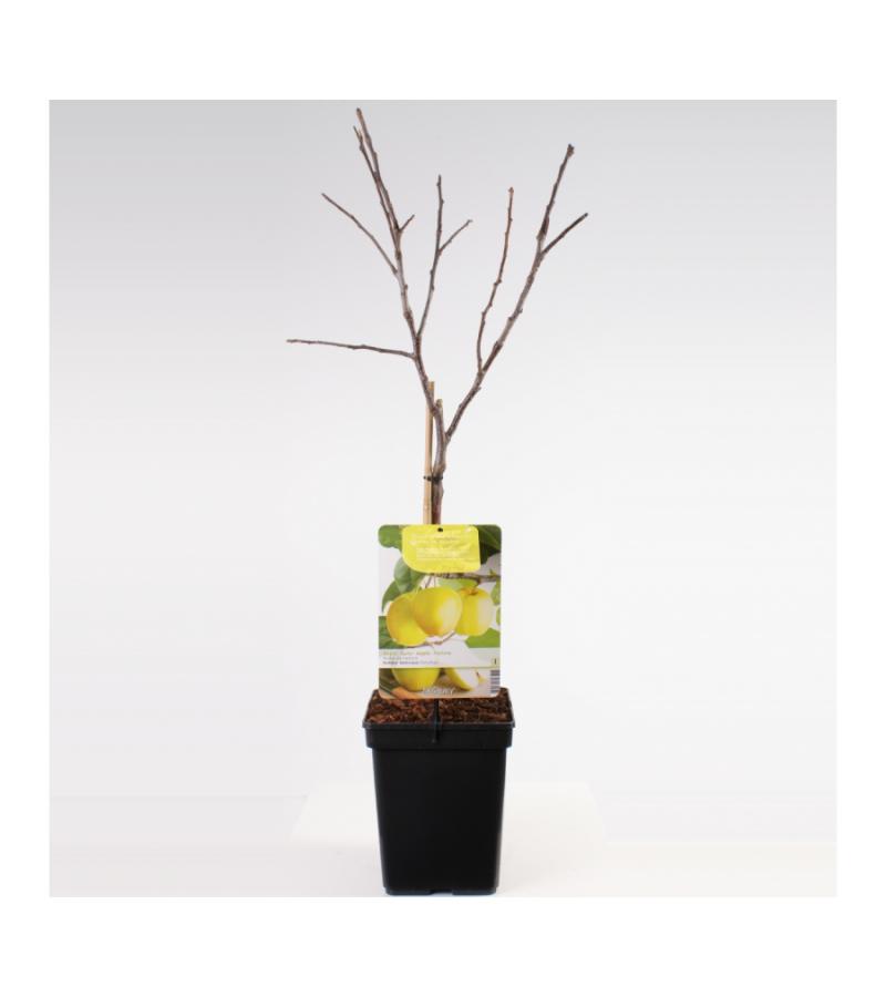 Appelboom Golden Delicious (malus domestica "Golden Delicious") fruitbomen