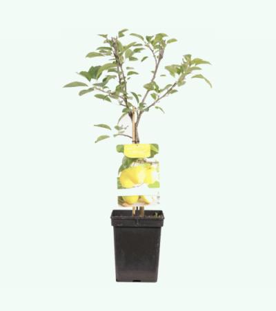 Appelboom Golden Delicious (malus domestica "Golden Delicious") fruitbomen