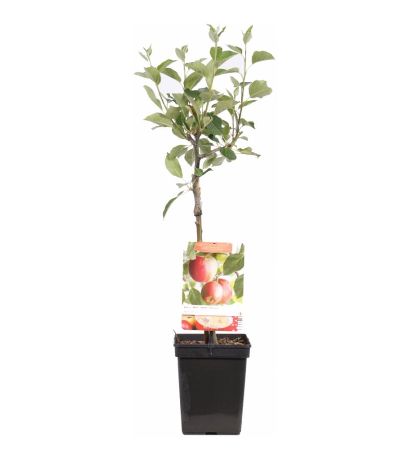 Appelboom James Grieve (malus domestica "James Grieve") fruitbomen