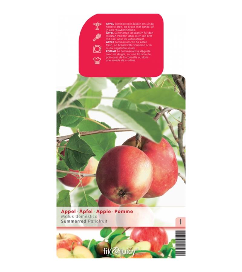 Appelboom (malus domestica "Summer Red") fruitbomen