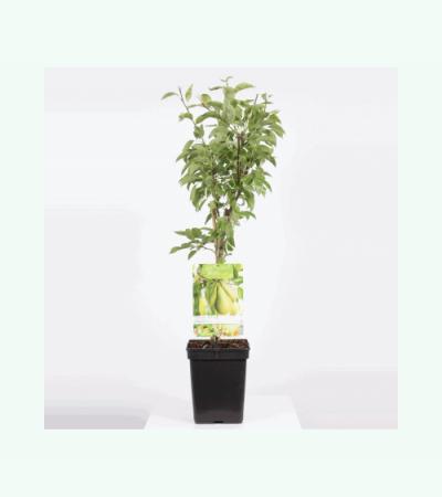 Perenboom Conference (Pyrus Communis "Conference") fruitbomen