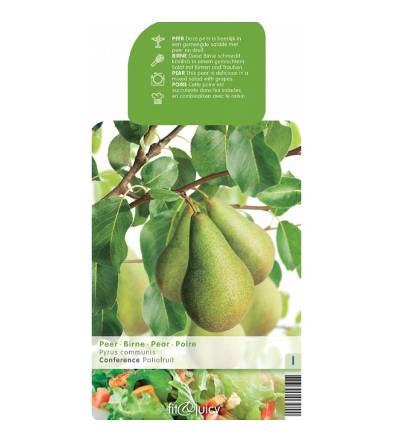 Perenboom Conference (Pyrus Communis "Conference") fruitbomen