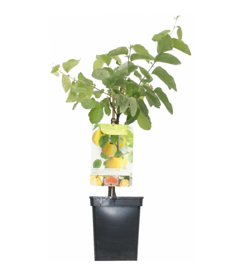 Kweepeer (cydonia oblonga "Vranja") fruitbomen