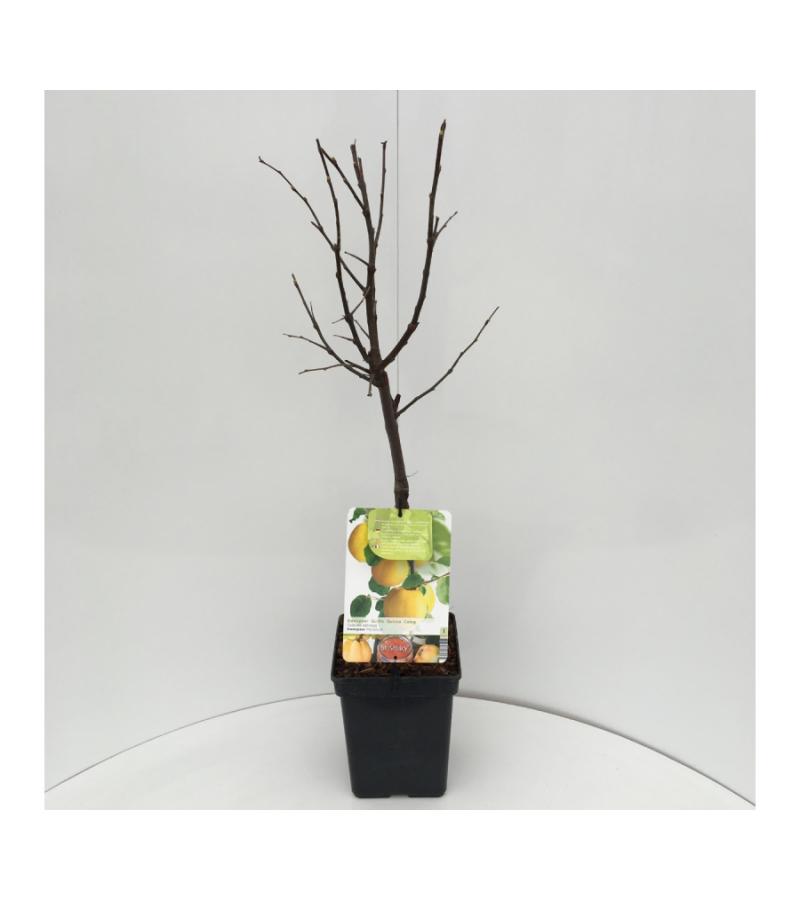 Kweepeer (cydonia oblonga "Vranja") fruitbomen