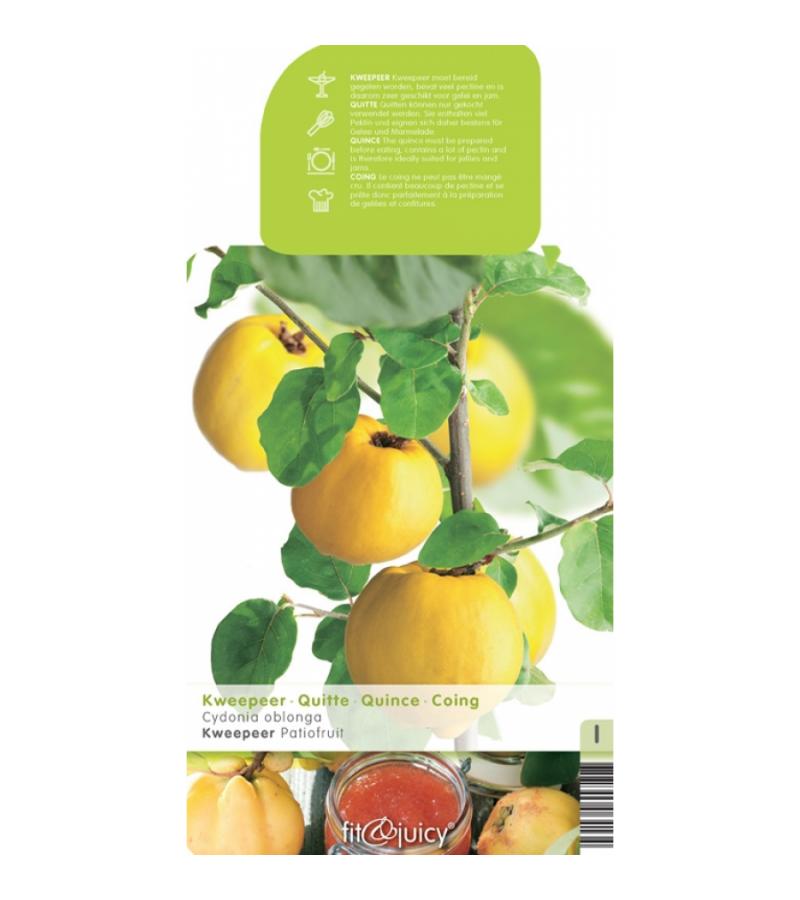 Kweepeer (cydonia oblonga "Vranja") fruitbomen