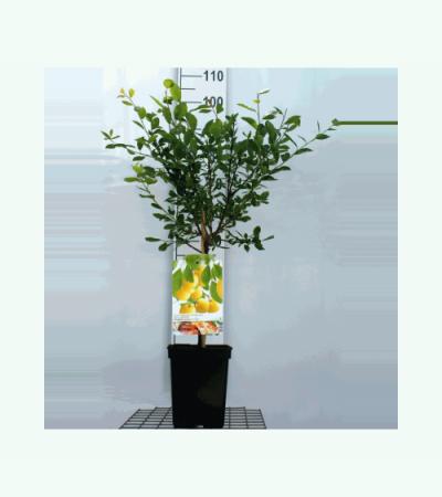 Pruimenboom (prunus domestica "Mirabelle de Nancy") fruitbomen