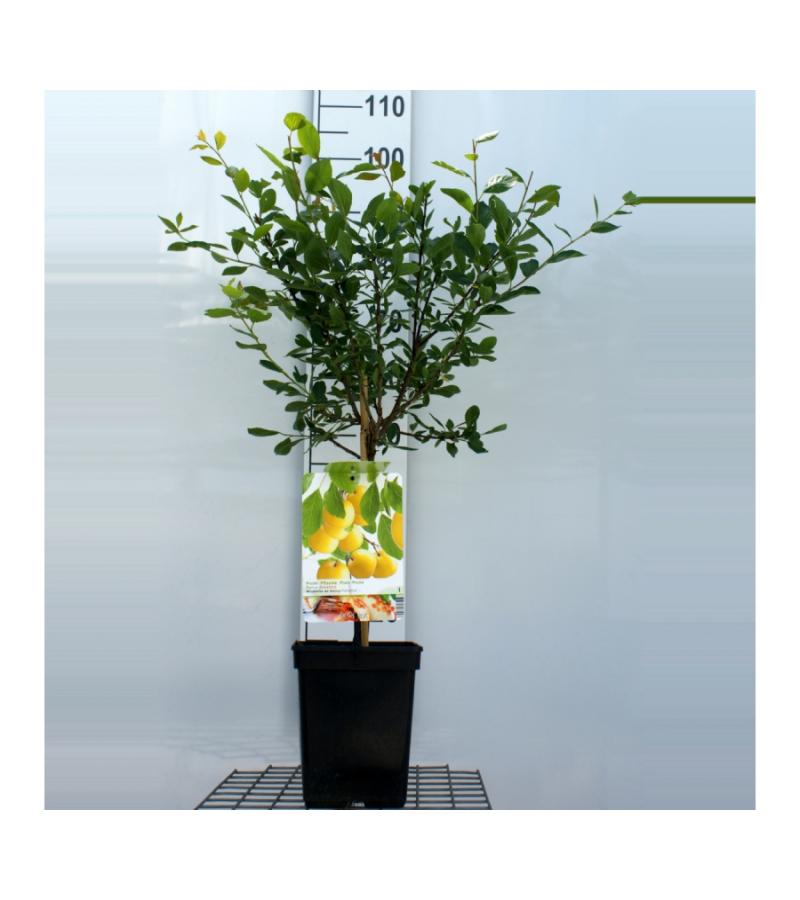 Pruimenboom (prunus domestica "Mirabelle de Nancy") fruitbomen
