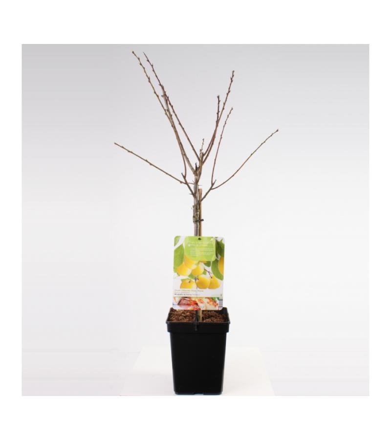 Pruimenboom (prunus domestica "Mirabelle de Nancy") fruitbomen