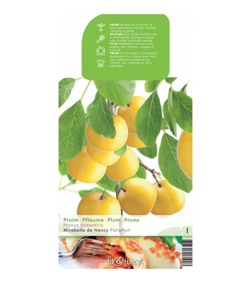 Pruimenboom (prunus domestica "Mirabelle de Nancy") fruitbomen