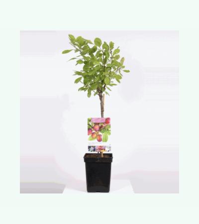 Pruimenboom (Prunus Domestica "Opal") fruitbomen