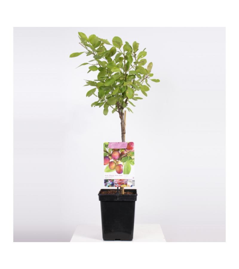 Pruimenboom (Prunus Domestica "Opal") fruitbomen