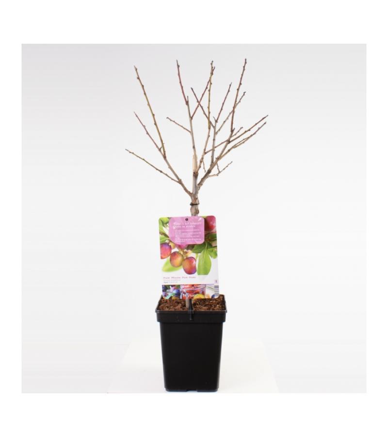 Pruimenboom (Prunus Domestica "Opal") fruitbomen