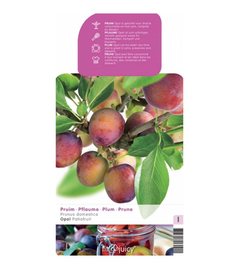 Pruimenboom (Prunus Domestica "Opal") fruitbomen