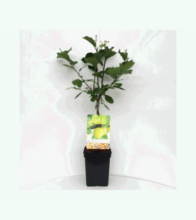 Pruimenboom (prunus domestica "Ontario") fruitbomen