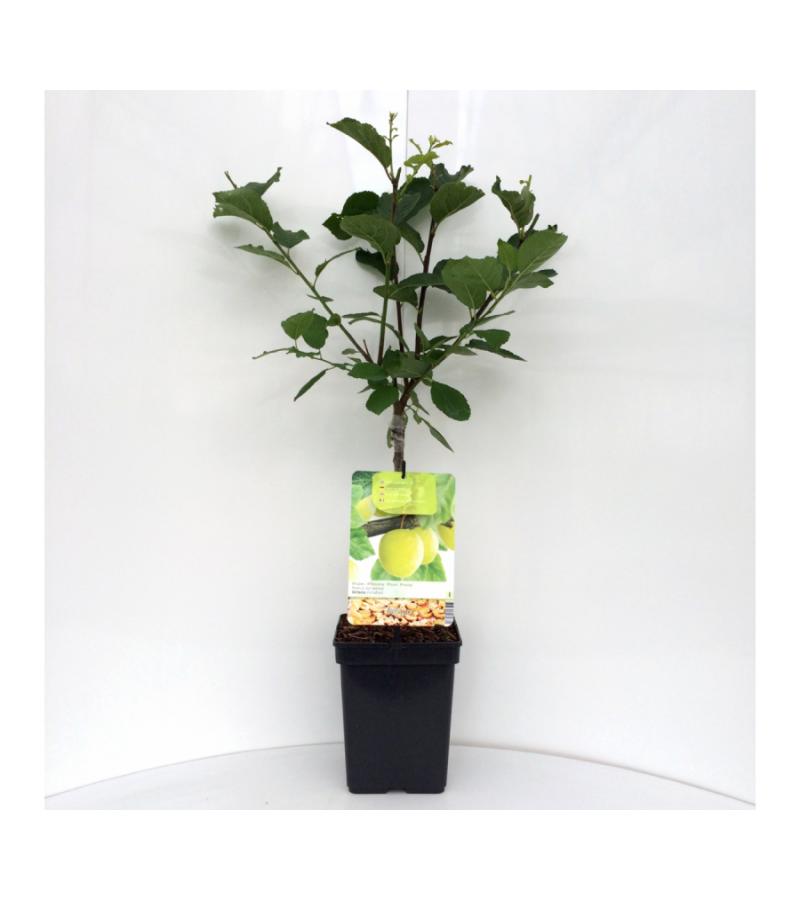 Pruimenboom (prunus domestica "Ontario") fruitbomen