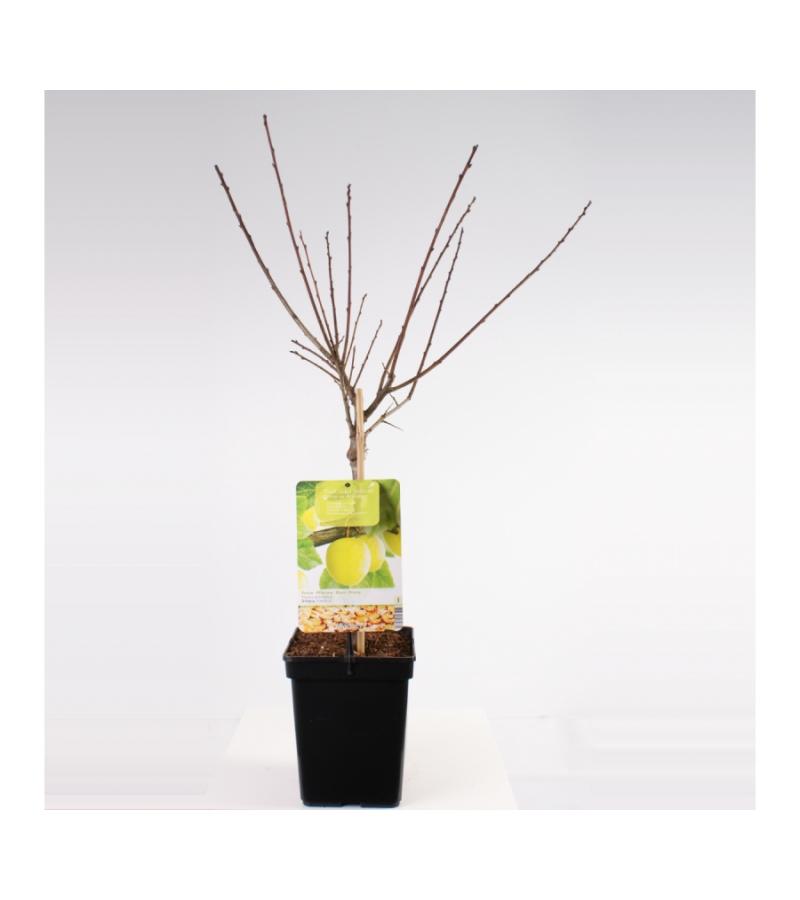 Pruimenboom (prunus domestica "Ontario") fruitbomen