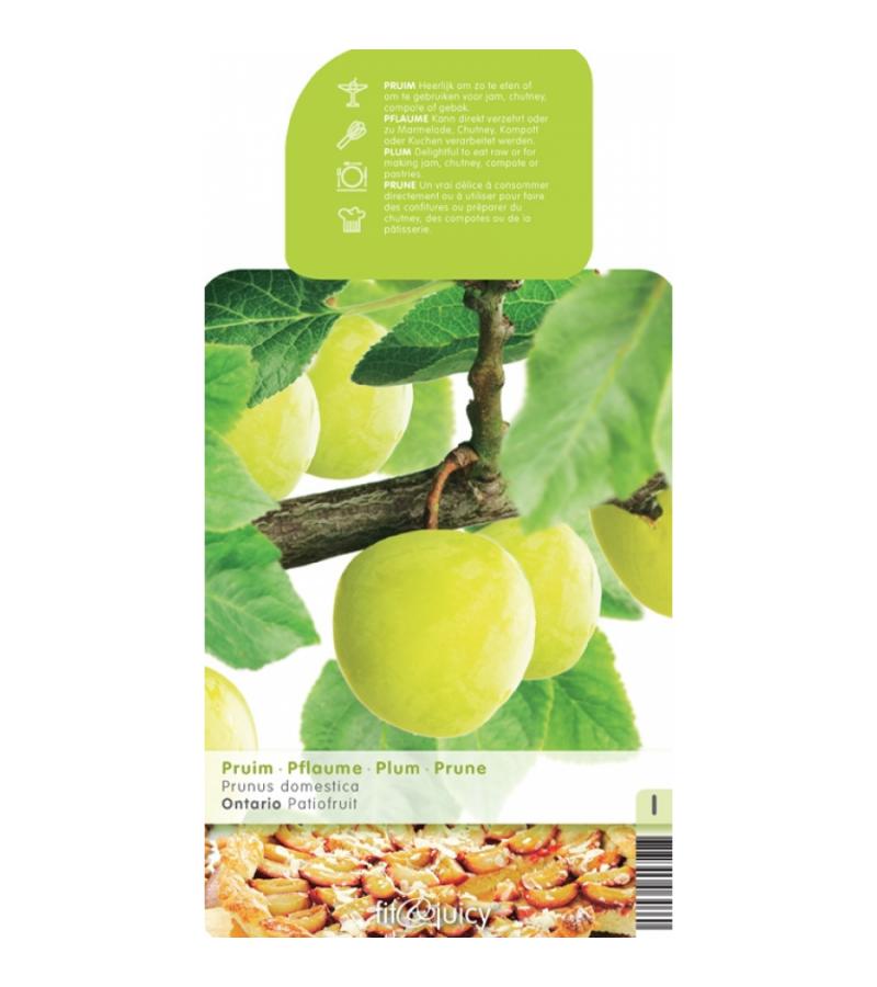 Pruimenboom (prunus domestica "Ontario") fruitbomen