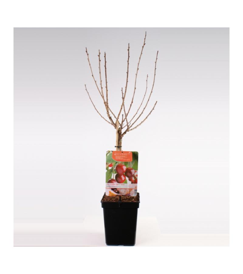 Kersenboom (prunus avium "Dubbele Meikers") fruitbomen
