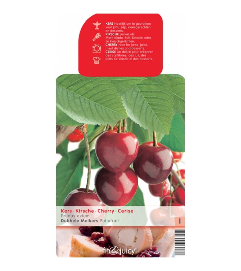 Kersenboom (prunus avium "Dubbele Meikers") fruitbomen