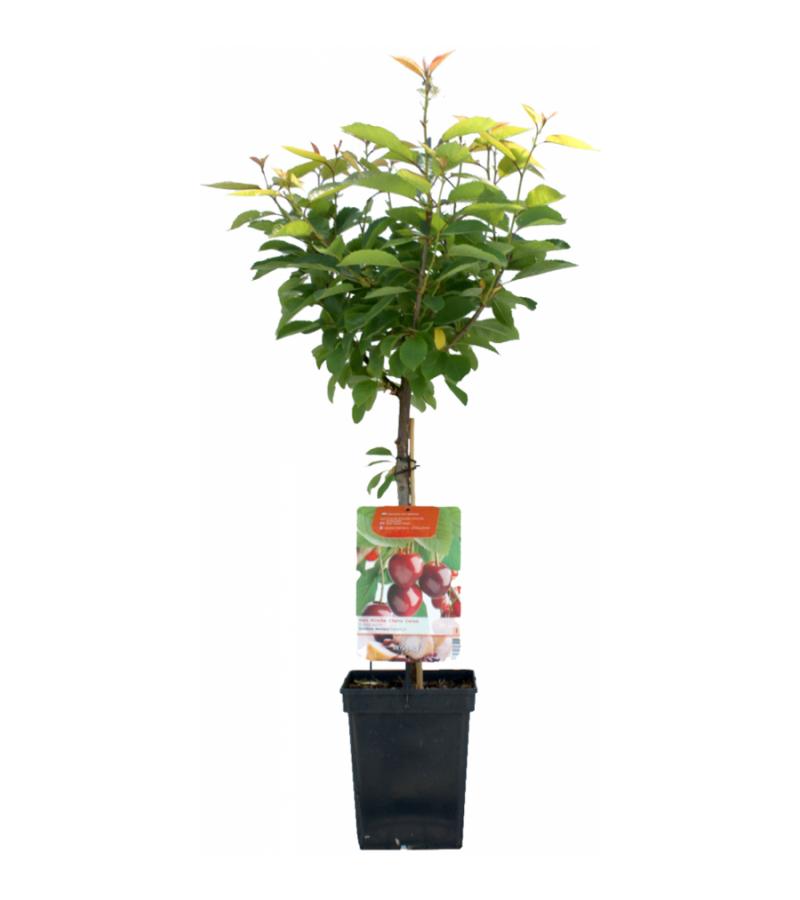 Kersenboom (prunus avium "Dubbele Meikers") fruitbomen