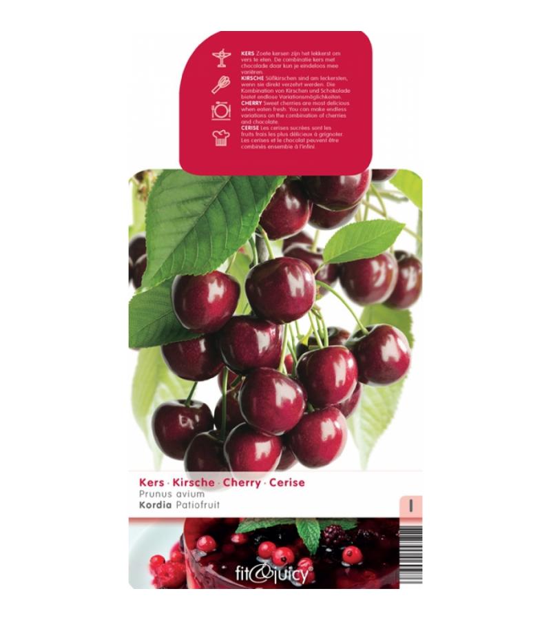 Kersenboom (prunus avium "Kordia") fruitbomen