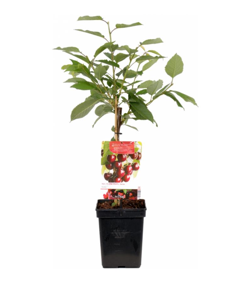 Kersenboom (prunus avium "Kordia") fruitbomen
