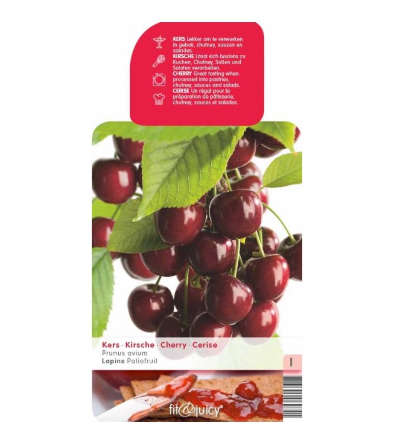 Kersenboom (prunus avium "Lapins") fruitbomen