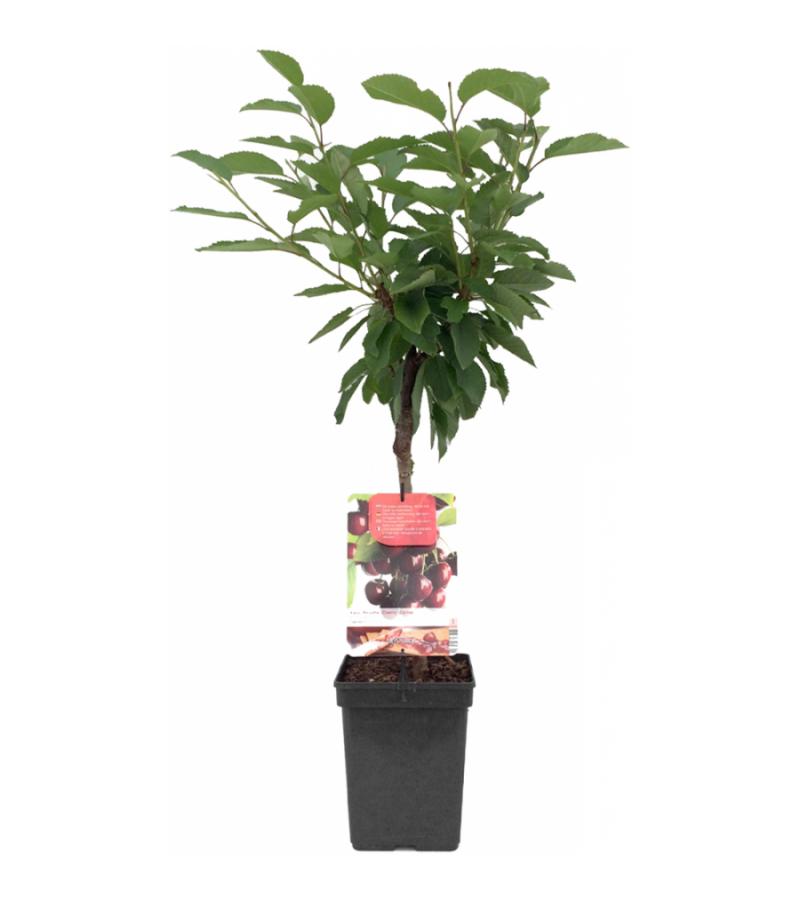 Kersenboom (prunus avium "Lapins") fruitbomen