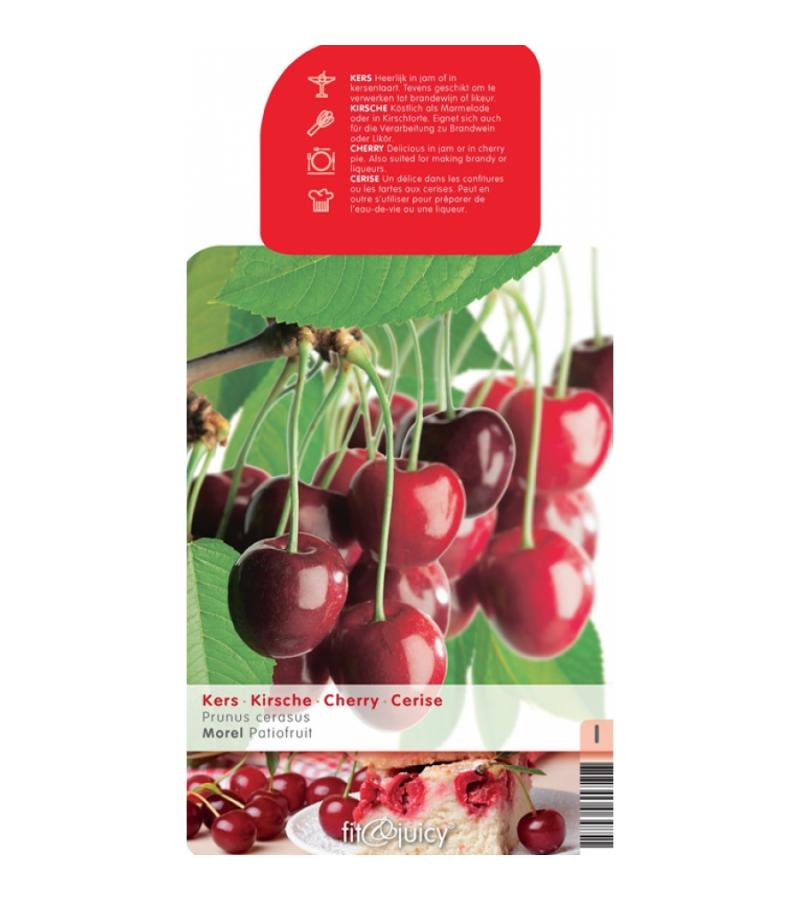 Kersenboom (prunus cerasus "Morel") fruitbomen