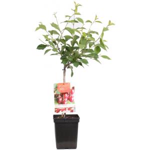 Dagaanbieding - Kersenboom (prunus cerasus 