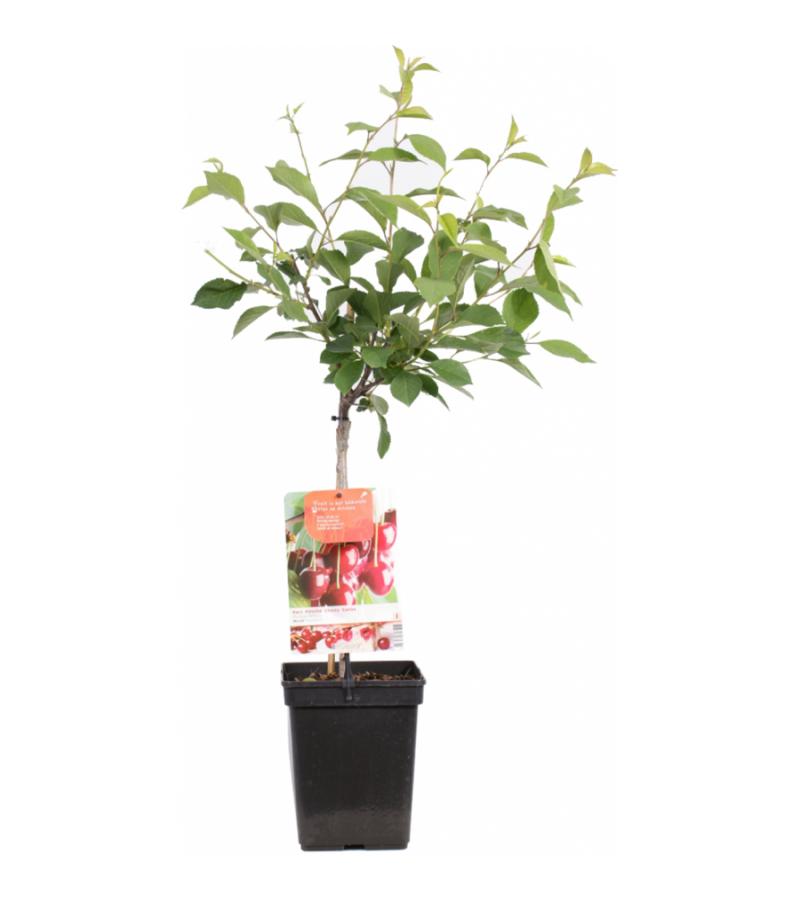 Kersenboom (prunus cerasus "Morel") fruitbomen