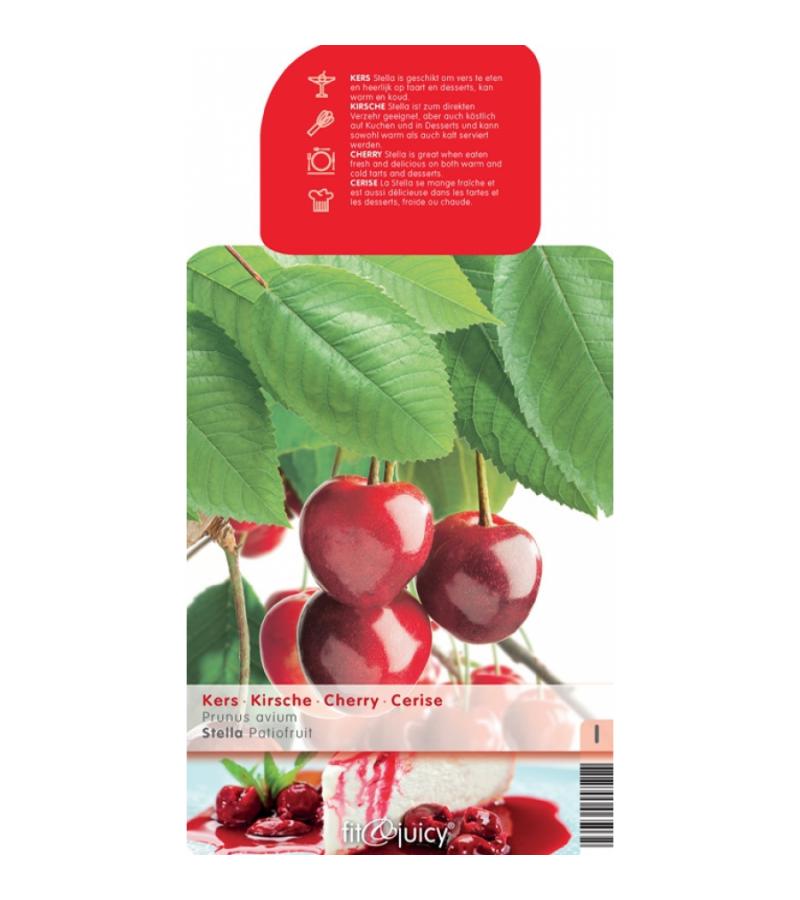 Kersenboom (prunus avium "Stella") fruitbomen