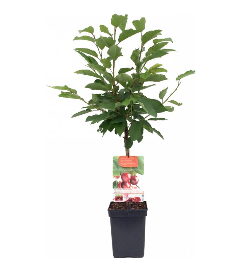 Kersenboom (prunus avium "Stella") fruitbomen