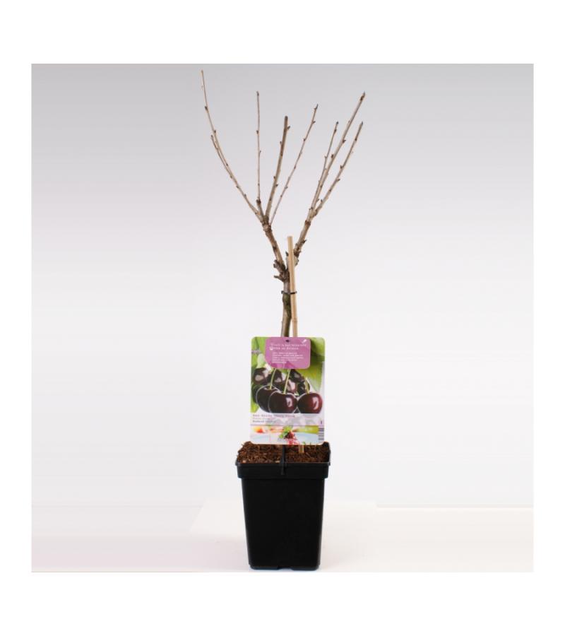 Kersenboom (prunus avium "Sunburst") fruitbomen