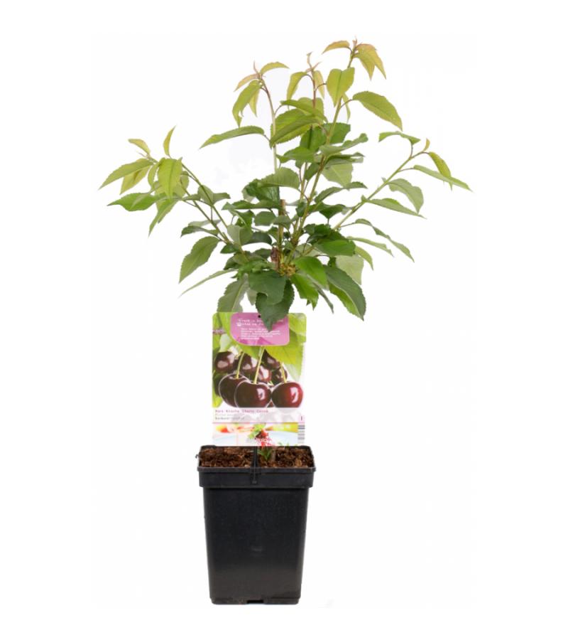 Kersenboom (prunus avium "Sunburst") fruitbomen