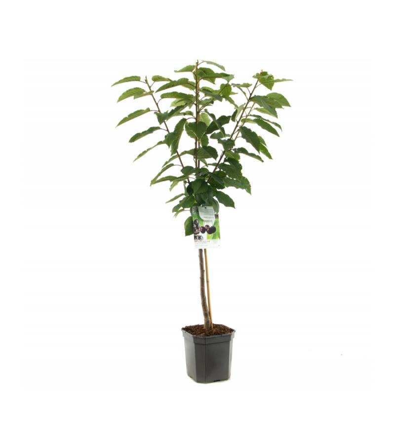 Kersenboom (prunus avium "Sunburst") fruitbomen