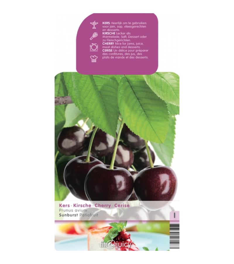 Kersenboom (prunus avium "Sunburst") fruitbomen