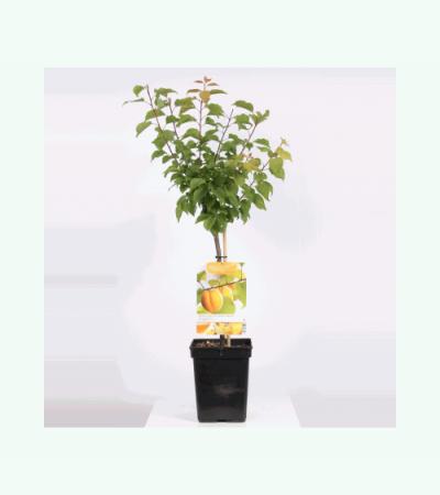 Abrikoos (Prunus Armeniaca)