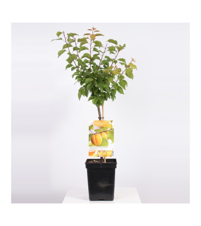 Abrikoos (Prunus Armeniaca)