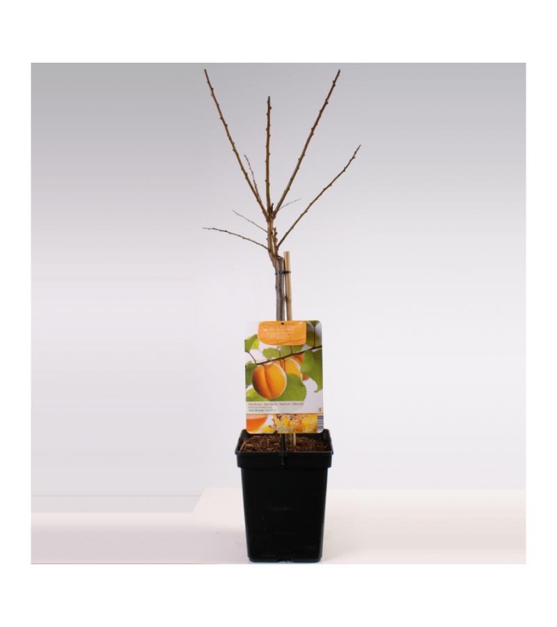 Abrikoos (Prunus Armeniaca)