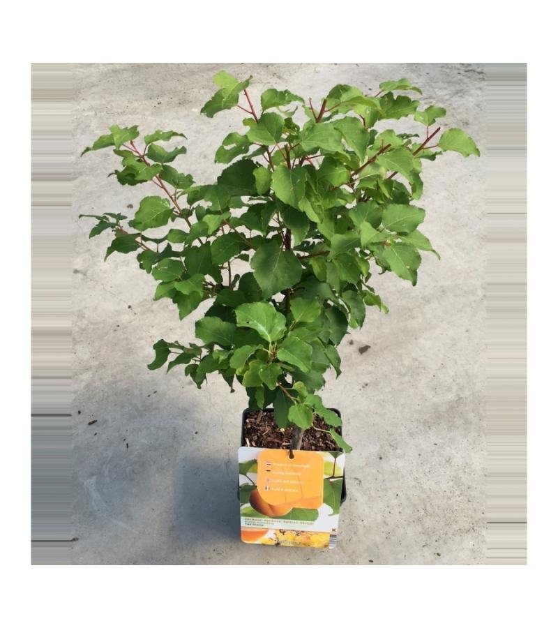 Abrikoos (Prunus Armeniaca)