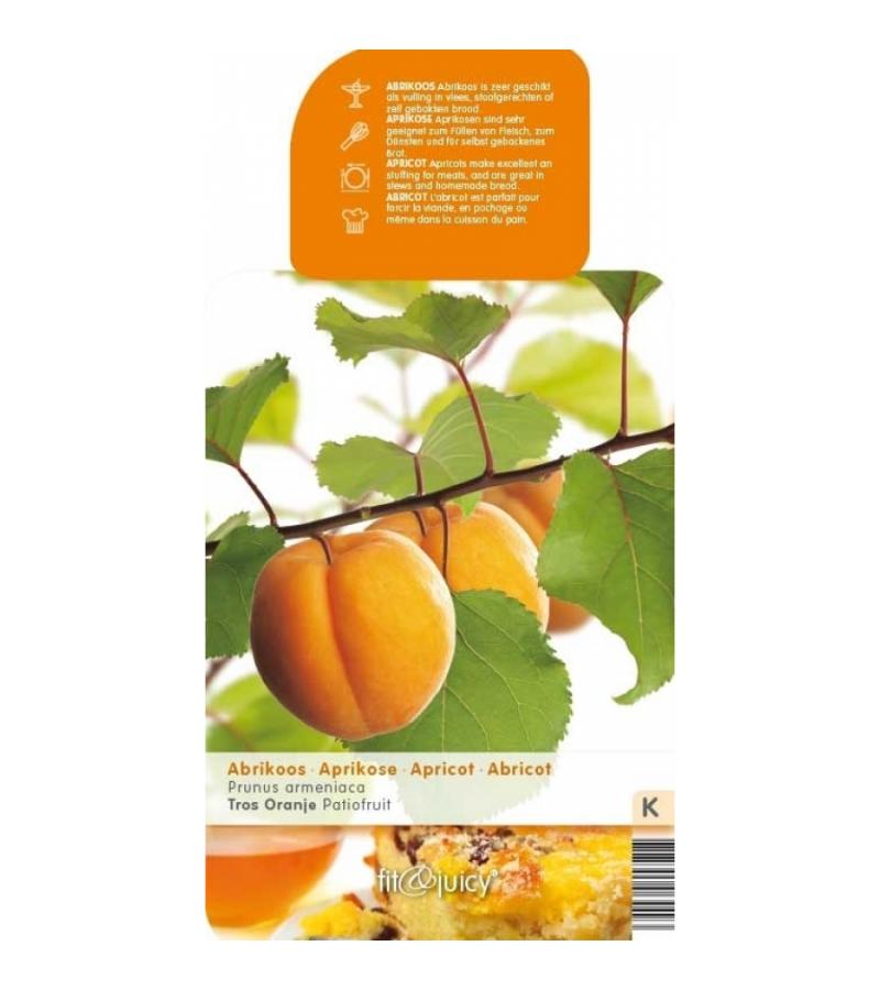 Abrikoos (Prunus Armeniaca)