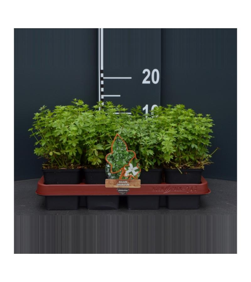 Lievevrouwebedstro (galium odoratum) bodembedekker